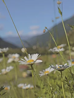 Blumenwanderweg im Tiroler Oberland
